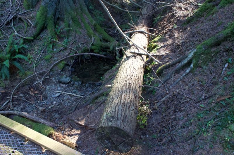 Fallen Tree on Forest Floor