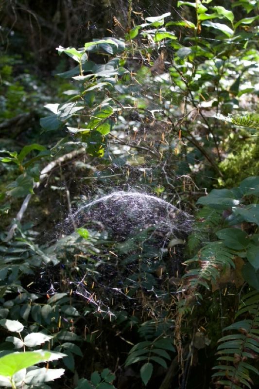 Spider Web Hidden in Forest Foliage