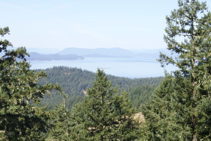 Forested Hills Overlooking Bay