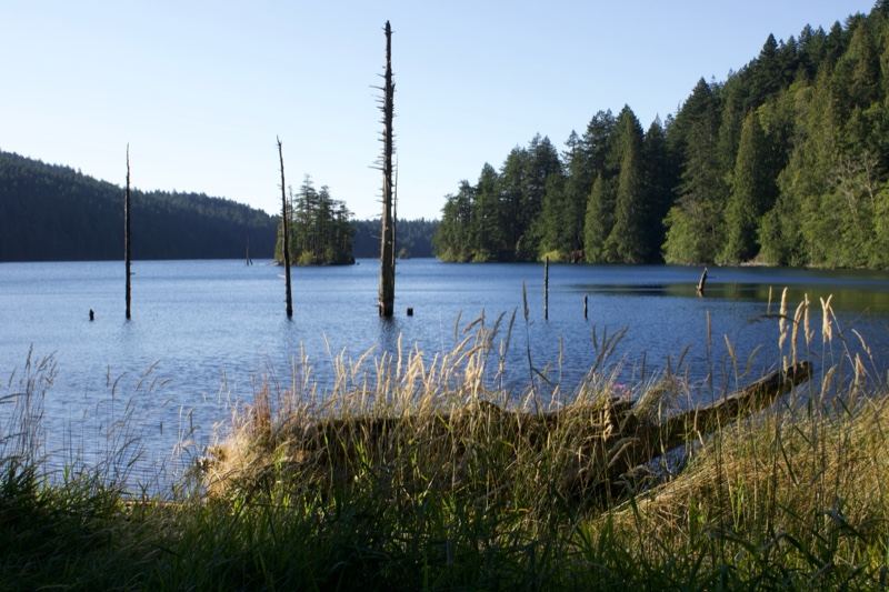 Serene Lake with Dead Snags