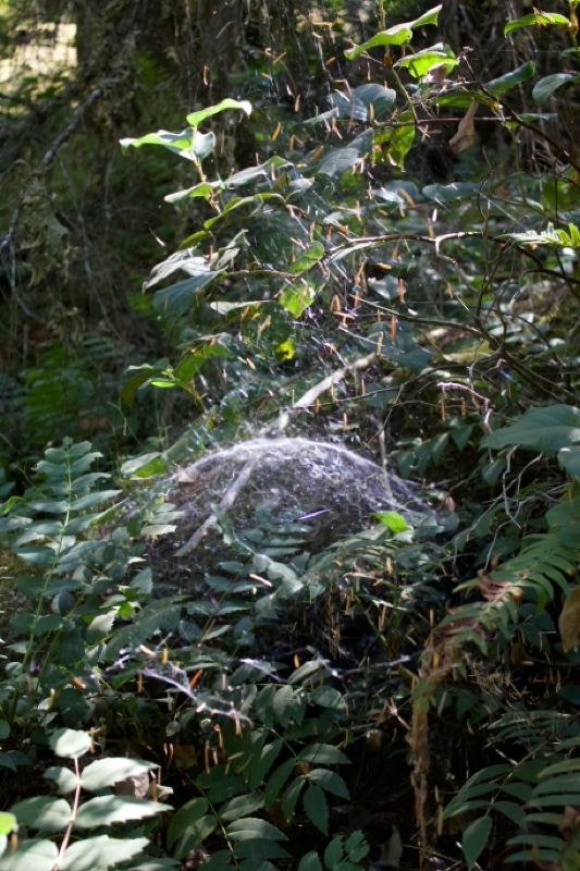 Spider Web Hidden in Forest Foliage