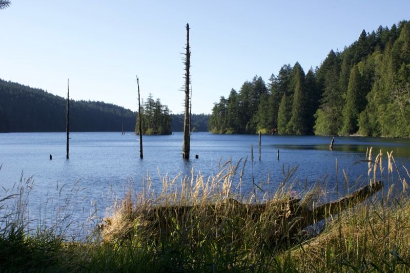 Lake with Dead Snags and Forest