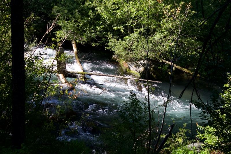 Forest River Rapids Flowing