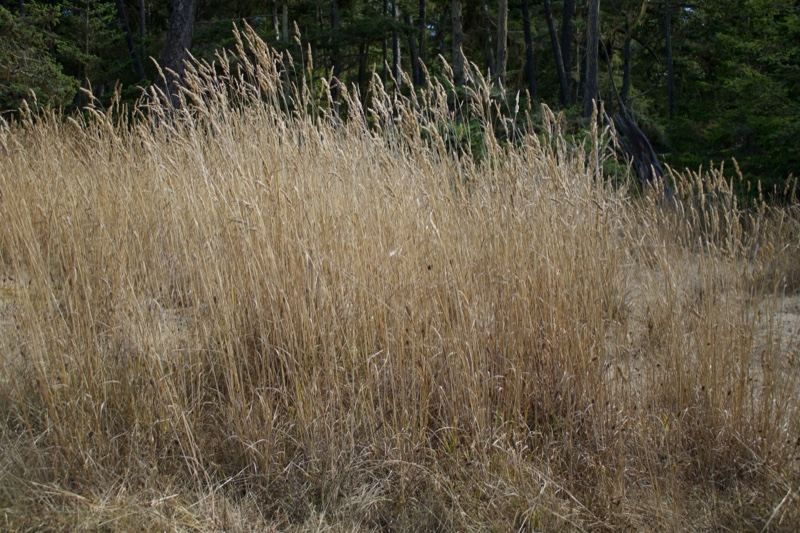 Dry Golden Grass in Woodland Edge