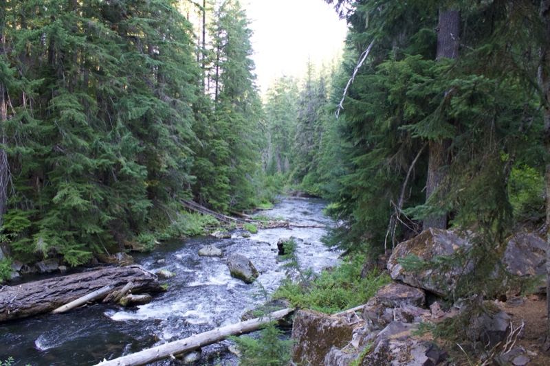 Mountain Stream Through Dense Evergreen Forest