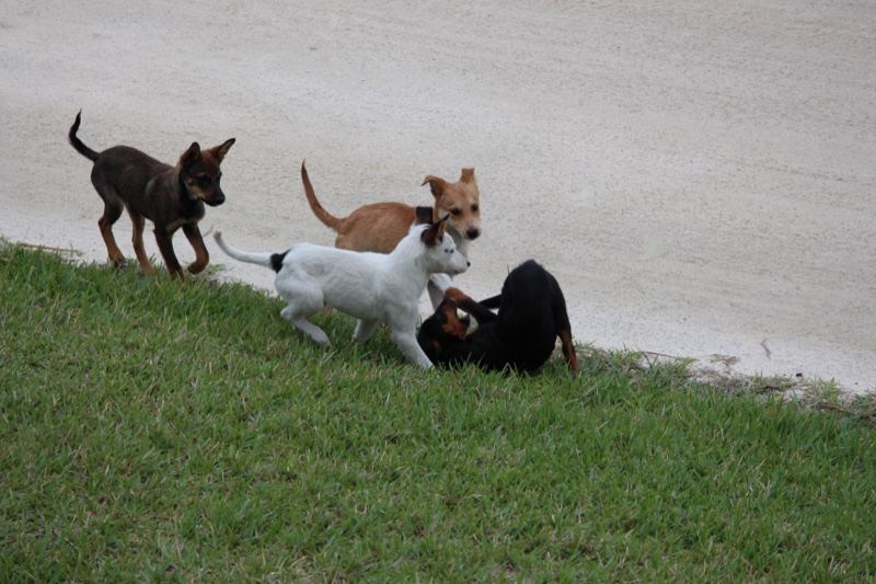 Puppies Playing on Grass Near Pavement