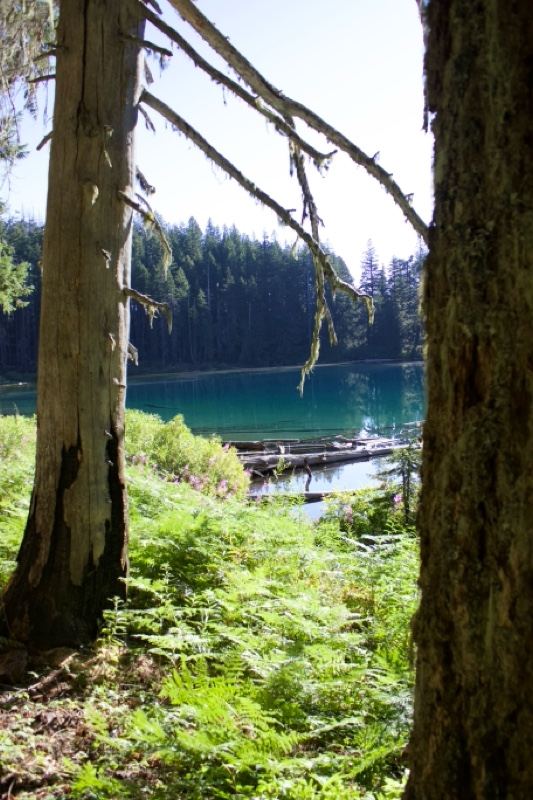 Forest Framed Mountain Lake View