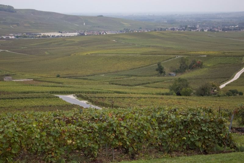 Rolling Vineyard Landscape in Countryside