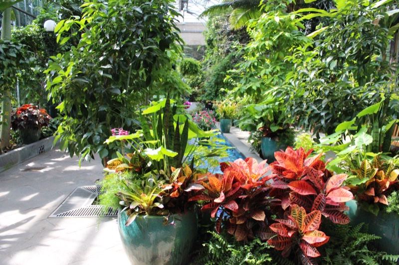 Lush Tropical Plants in Greenhouse