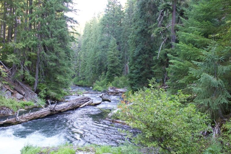 Forest River Through Dense Evergreens