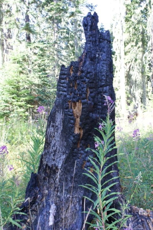 Charred Tree Stump in Forest with Wildflowers