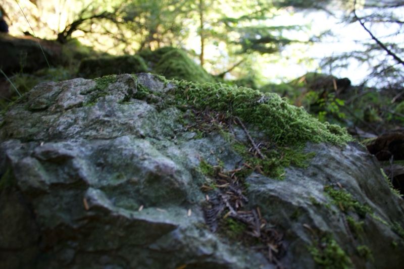 Moss Covered Rock in Forest