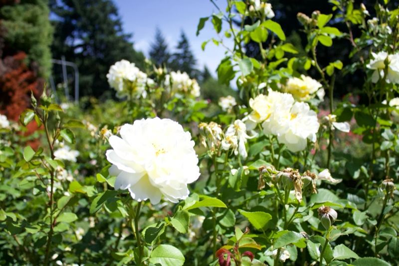 White Roses Blooming in Garden