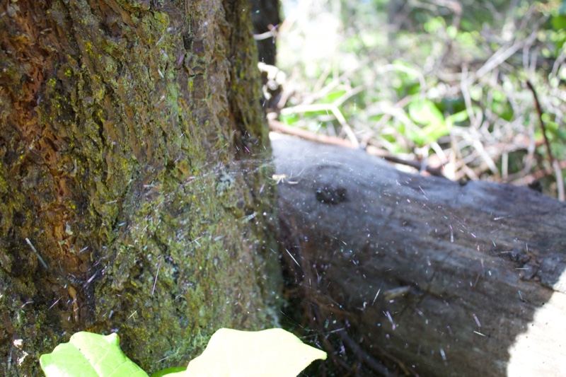 Mossy Tree Trunk With Spider Web