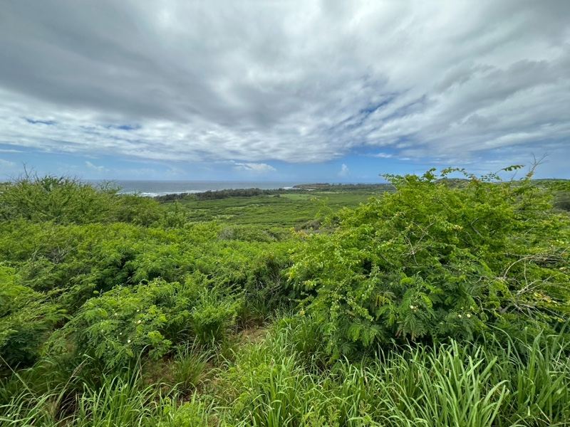 Lush Green Coastal Vista Under Clouds