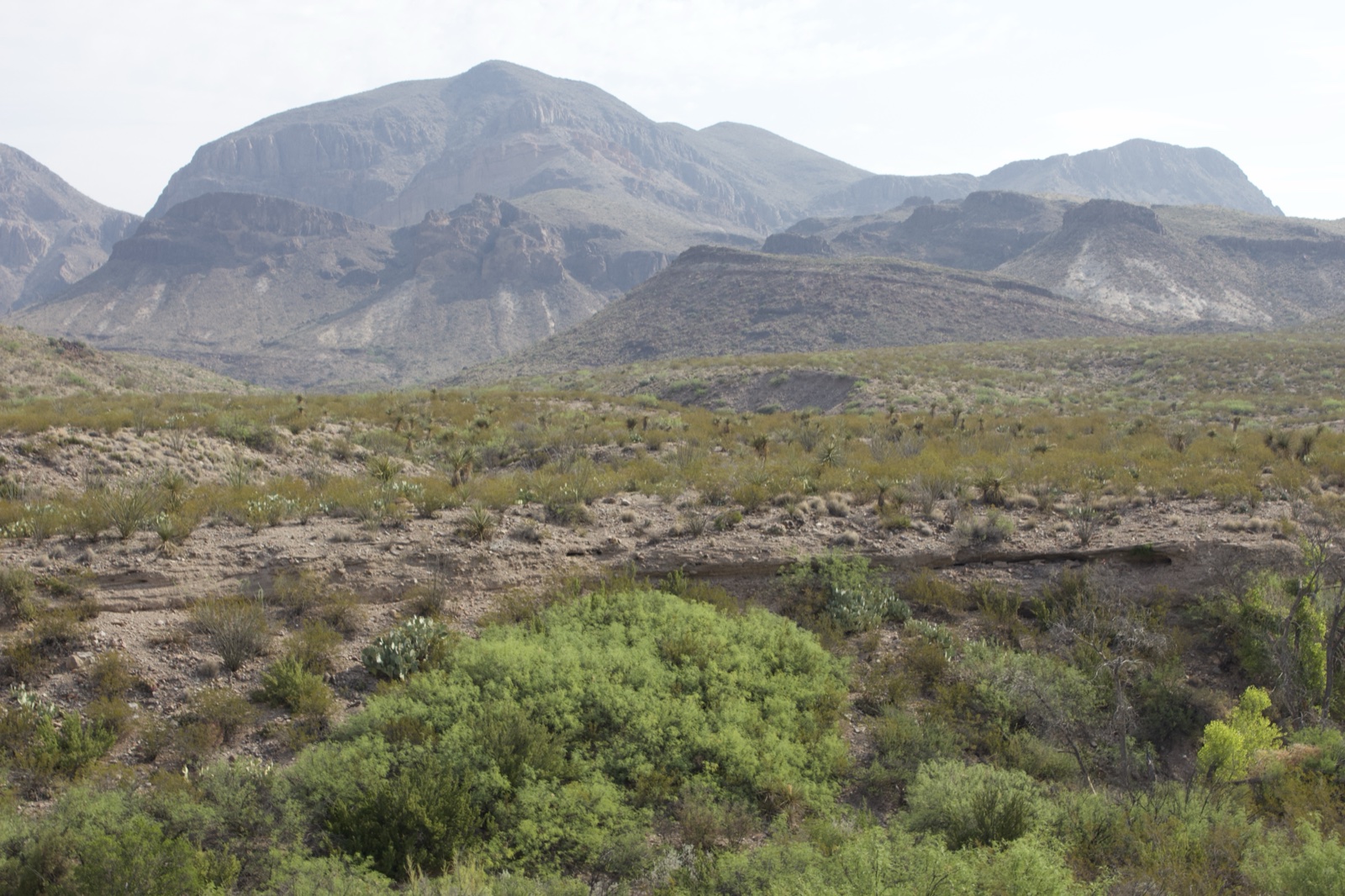 Desert Mountains and Scrubland View