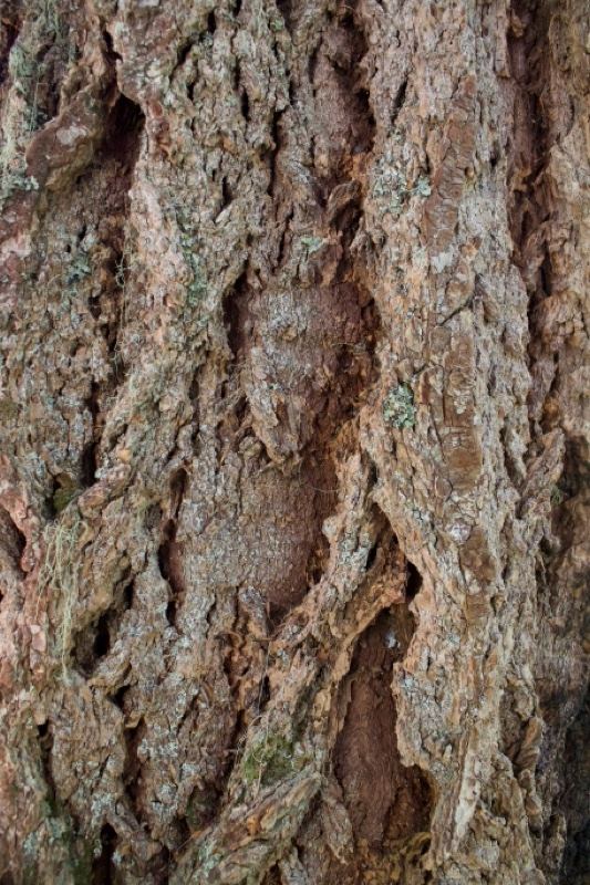 Close-up of Rough Tree Bark Texture