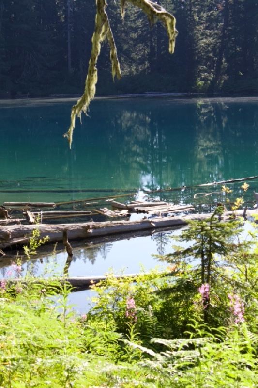 Alpine Lake Framed by Forest Foliage