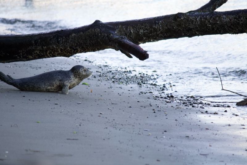 Seal Pup on Beach Near Driftwood