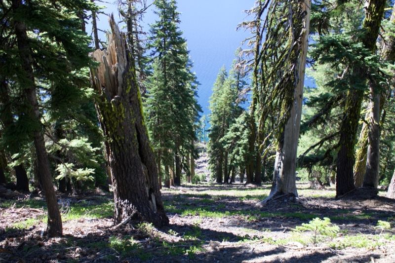 Forest Clearing With Dead Tree Trunk
