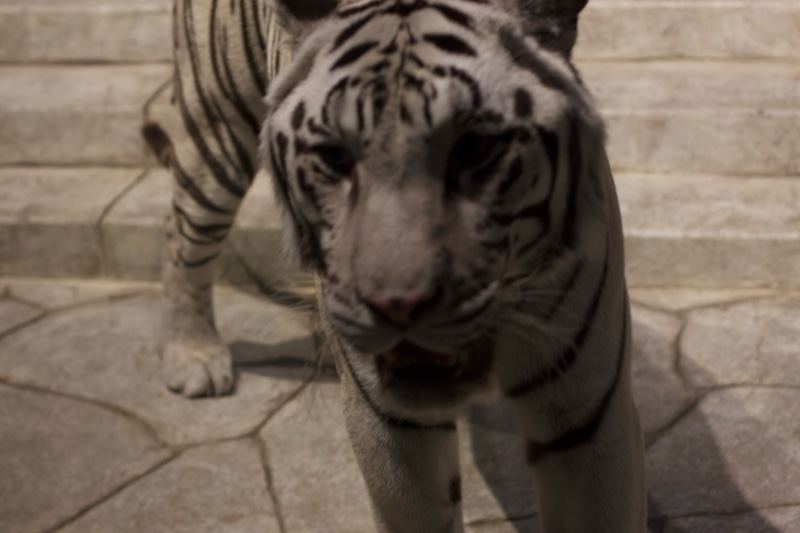 White Tiger Close-Up Portrait