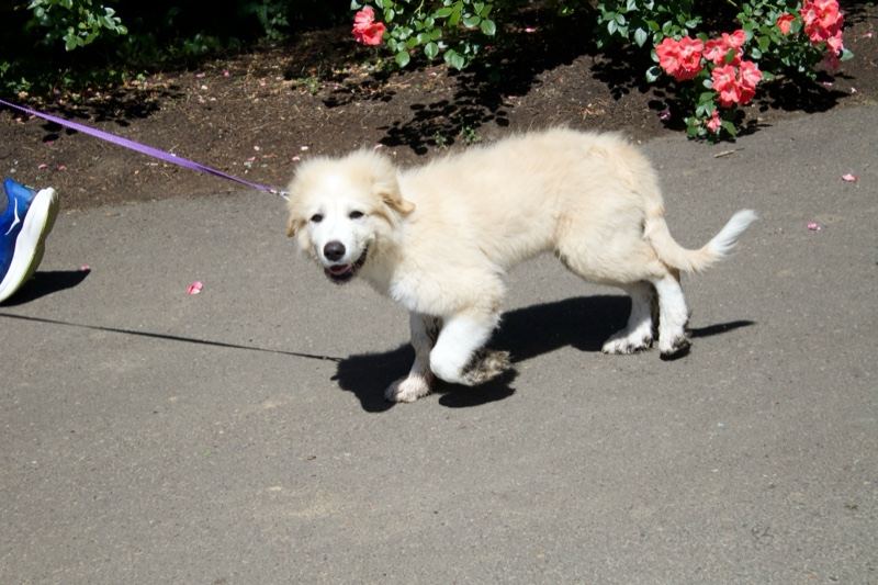 White Puppy on Leash Walking