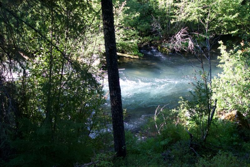 Forest River Through Sunlit Trees