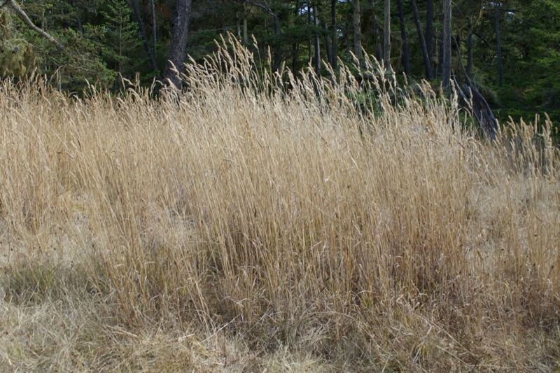 Dry Golden Grass in Woodland Edge