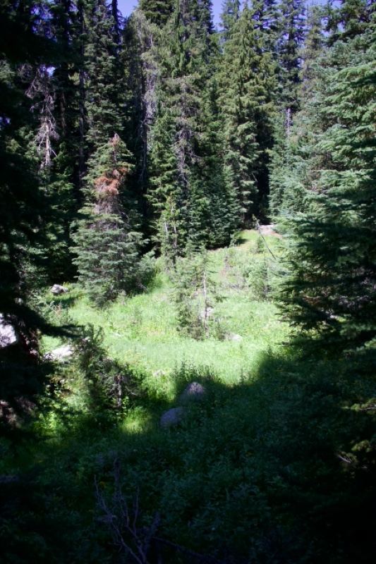 Sunlit Forest Clearing Among Evergreens