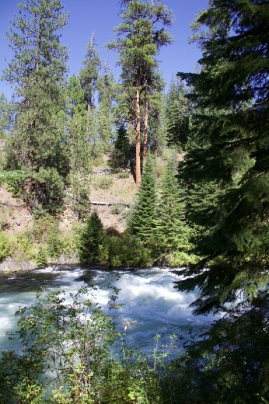 River Rapids Through Pine Forest