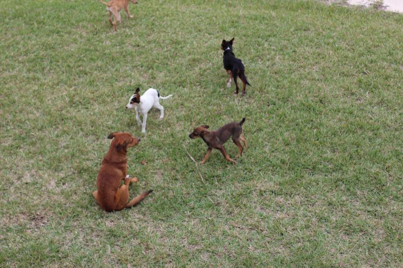 Dogs Playing on Grass Lawn