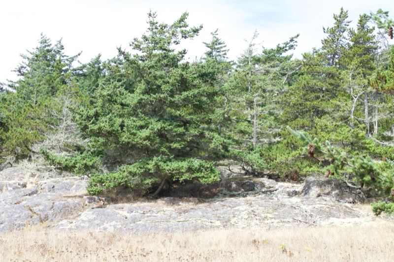 Conifers on Rocky Coastal Outcrop