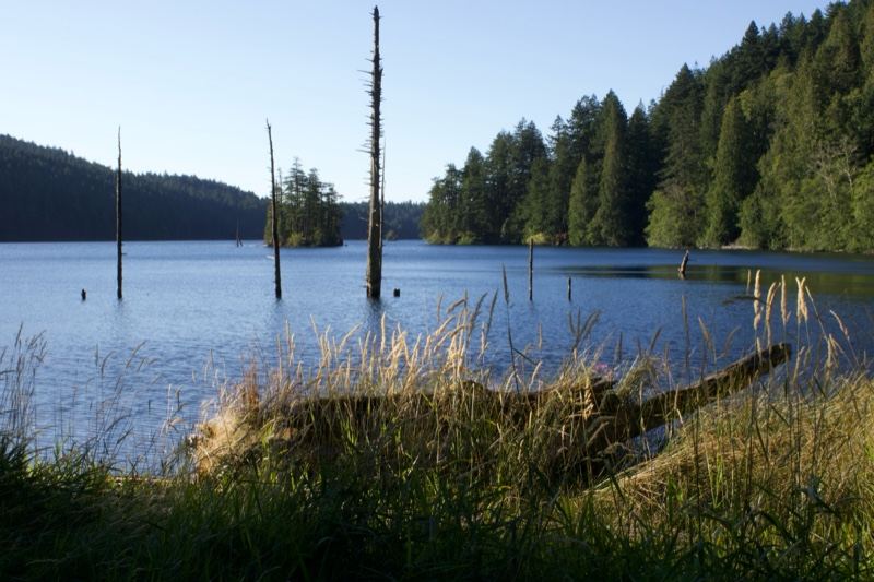 Serene Lake with Dead Snags