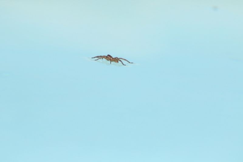 Bird Flying Against Pale Blue Sky
