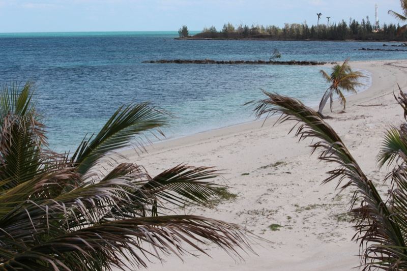 Tropical Beach With Palm Fronds