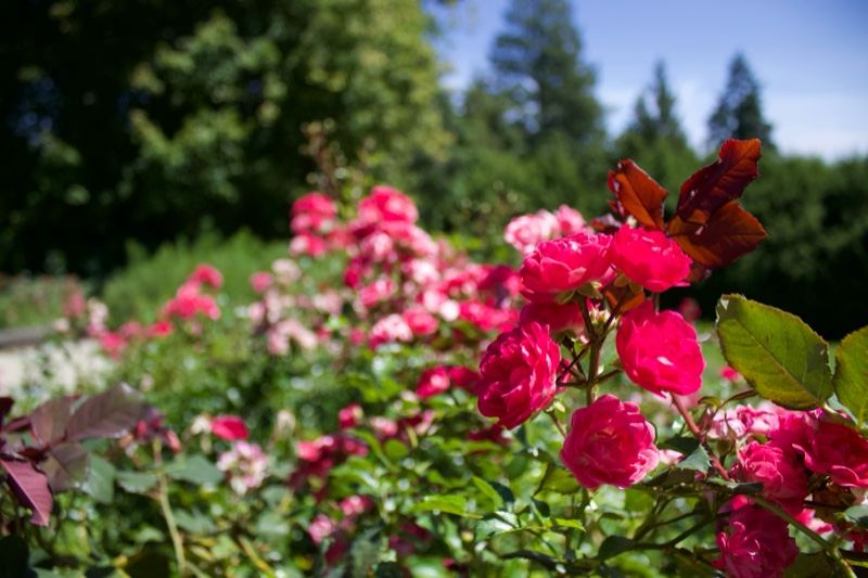 Pink Roses in Garden Bloom