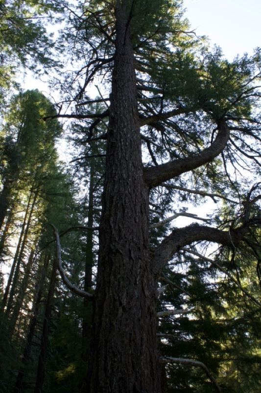 Tall Conifer in Forest Upward View