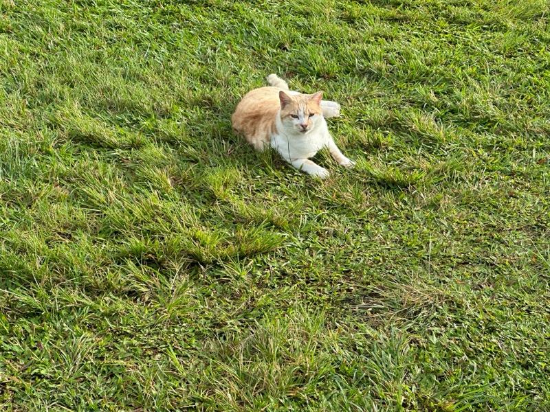 Orange White Cat on Grass
