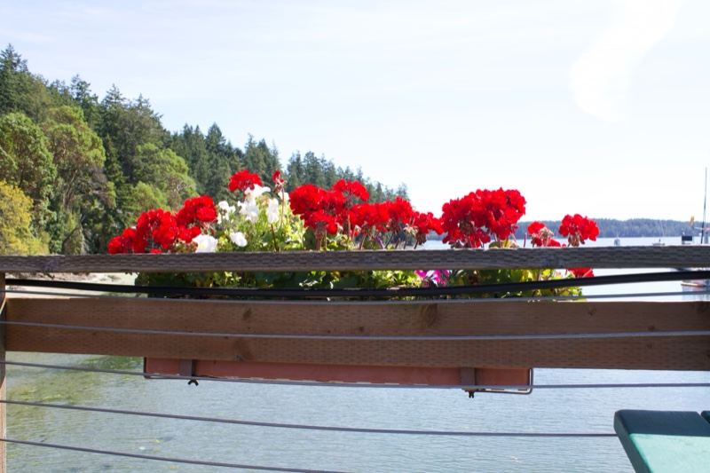 Red Geraniums Over Waterfront Railing