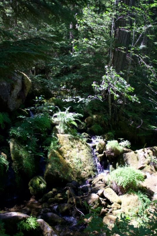 Forest Stream Over Mossy Rocks