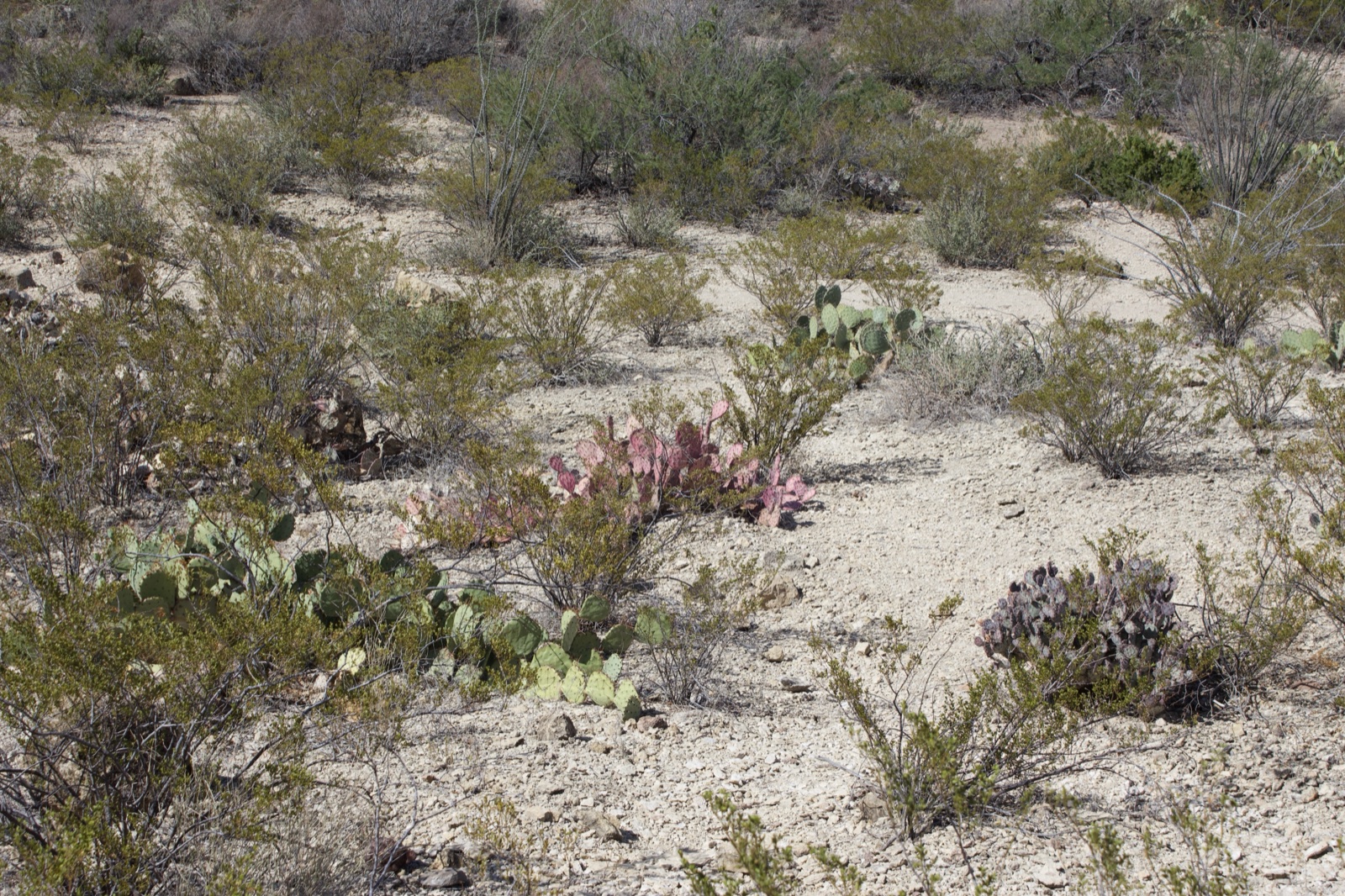 Arid Desert Scrub with Cacti