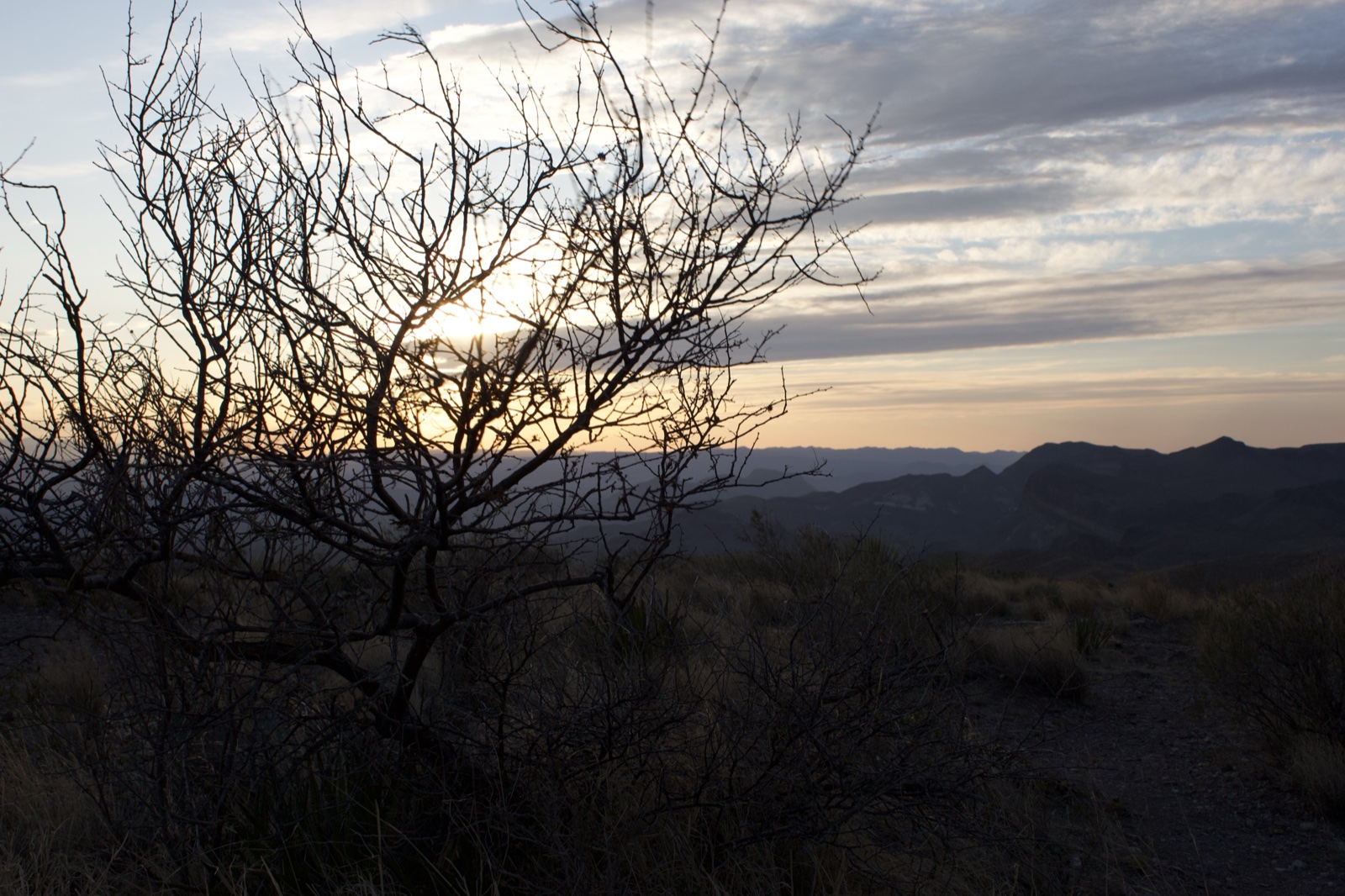 Desert Sunset Silhouette With Bare Tree