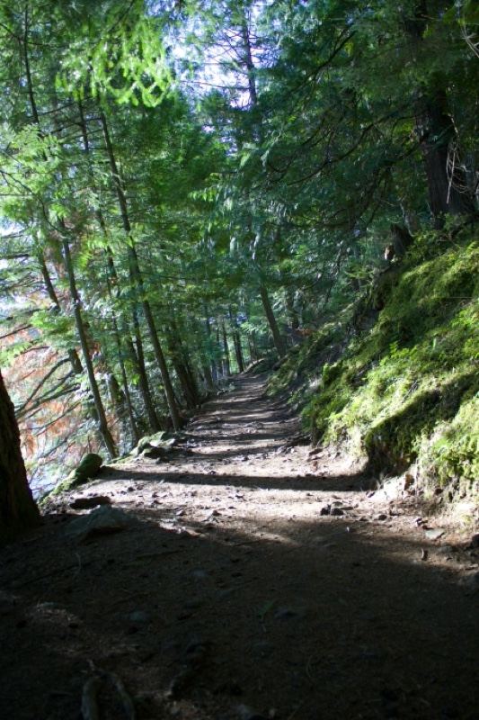 Sunlit Forest Trail Through Woodland
