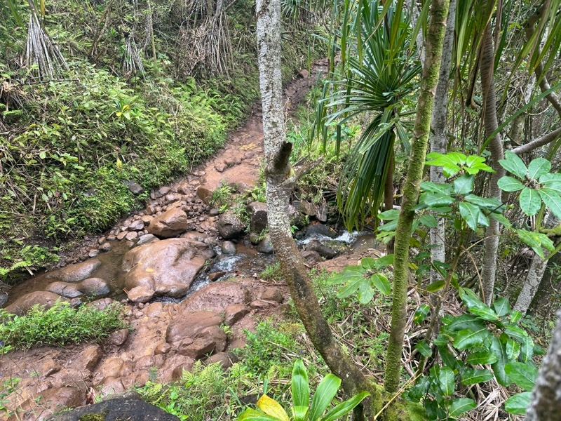 Tropical Forest Stream Path