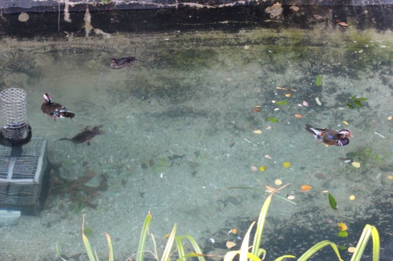 Ducks Swimming in Shallow Pond