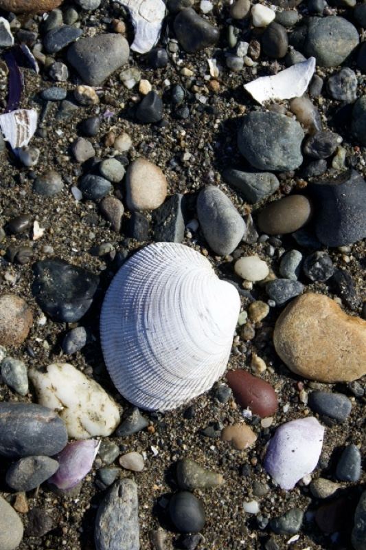 White Clam Shell on Pebble Beach