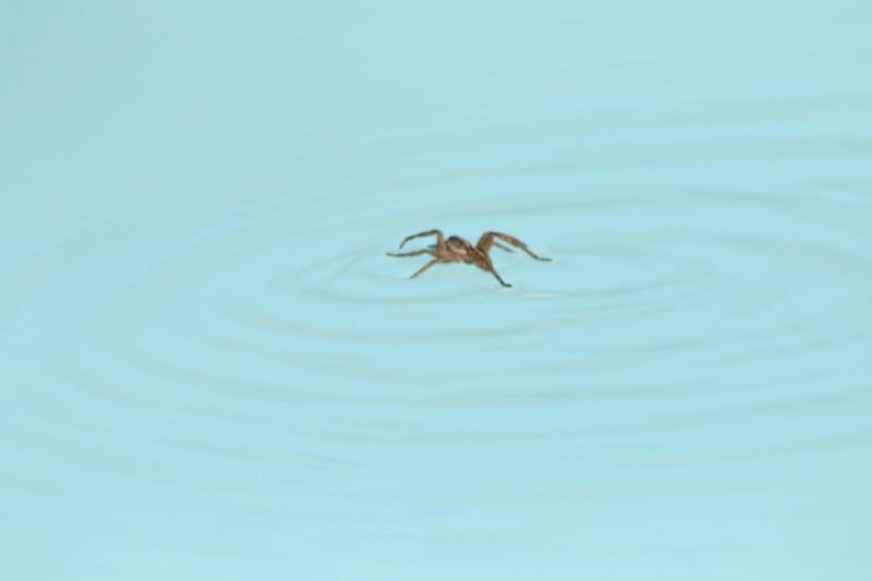 Spider Walking on Water Surface