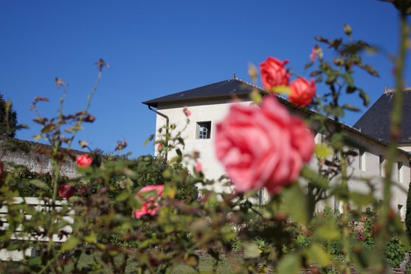 Pink Roses Before White Building