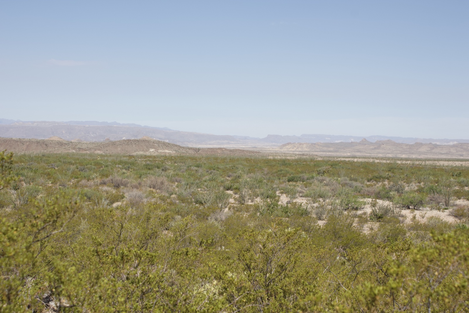 Arid Desert Scrubland Under Clear Sky