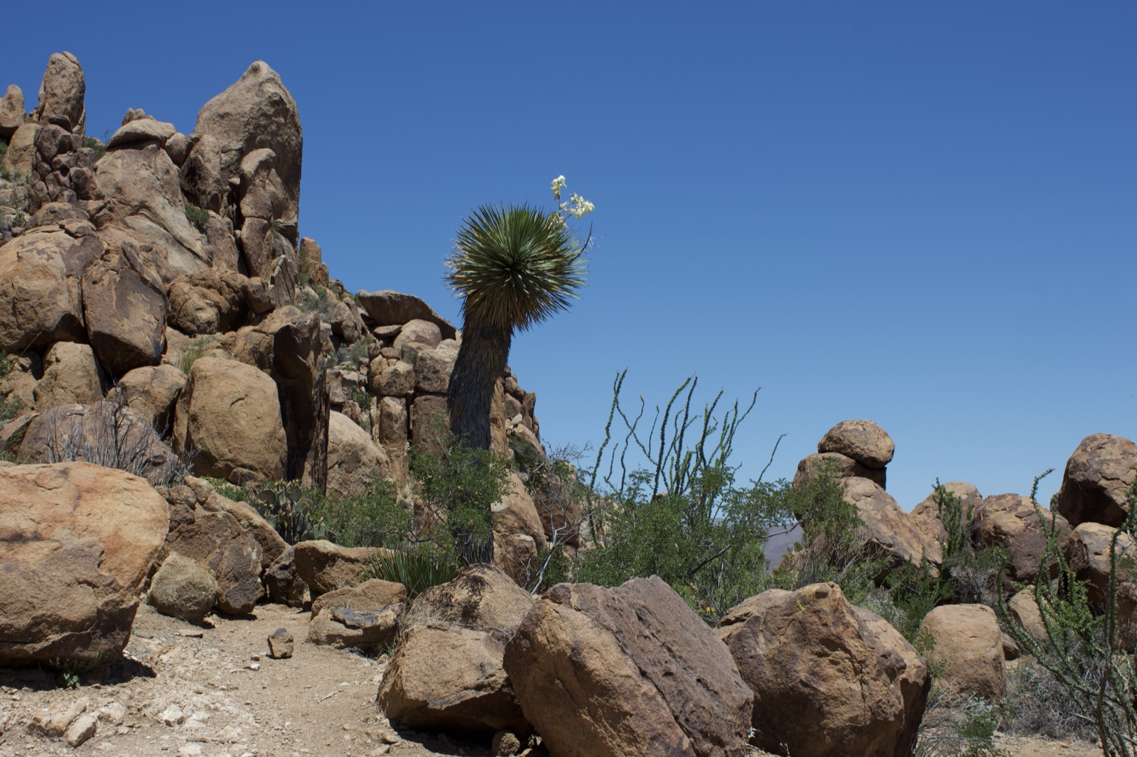 Desert Yucca Among Rocky Boulders